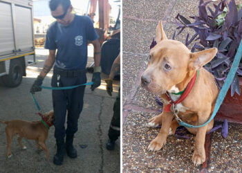 VETERINARIA MUNICIPAL PARTICIPÓ DE UN OPERATIVO QUE PERMITIÓ RESCATAR UN PERRO ABANDONADO EN LA VÍA PÚBLICA