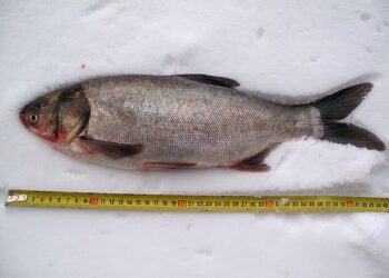 CARU insiste en que no devuelvan al agua las carpas pescadas en el río Uruguay
