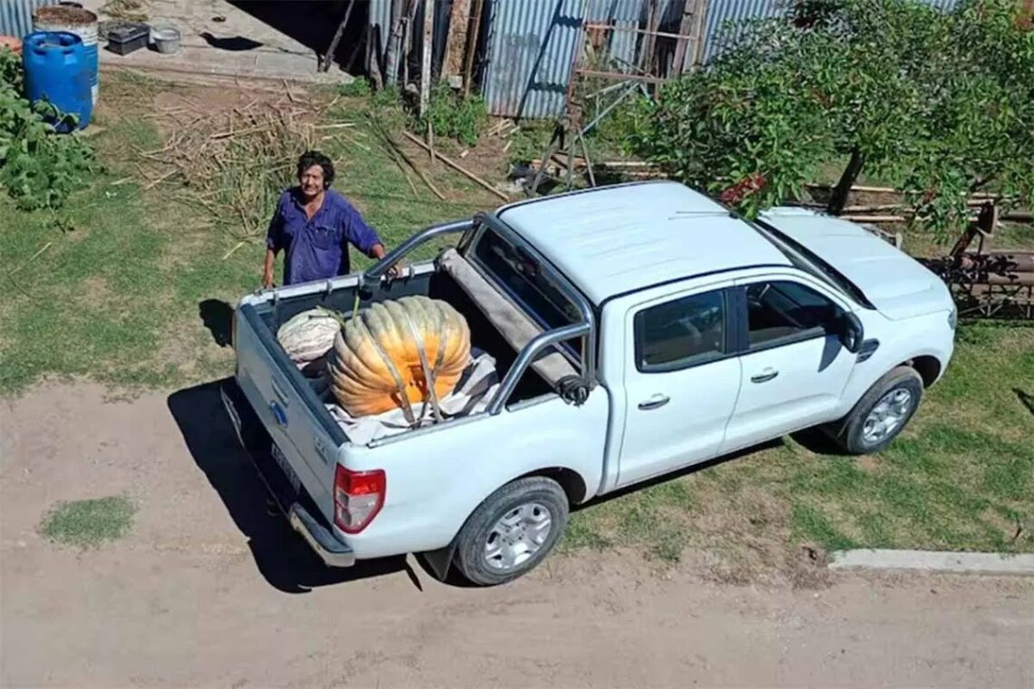 Un entrerriano cosechó un zapallo gigante y asegura «esto no es casualidad»
