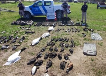 Organizaciones socioambientales exigen al gobierno de entre ríos poder exponer en la audiencia por la caza de aves autóctonas