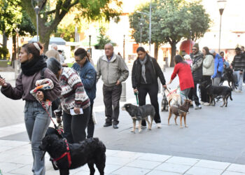 Por el día del animal se llevó a cabo una jornada gratuita de vacunación antirrábica