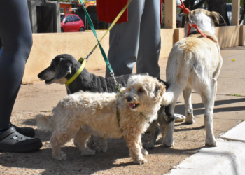 Jornada de vacunación antirrábica por el día del animal