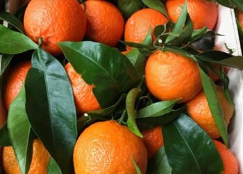 La Municipalidad y el Senasa capacitarán sobre la importancia de evitar la comercialización de citrus con hojas