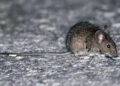 Bromatología emitió recomendaciones para prevenir el hantavirus