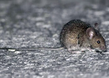 Bromatología emitió recomendaciones para prevenir el hantavirus