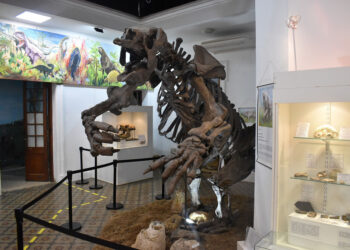 El Museo de Ciencias Naturales cumple 30 años custodiando nuestra historia