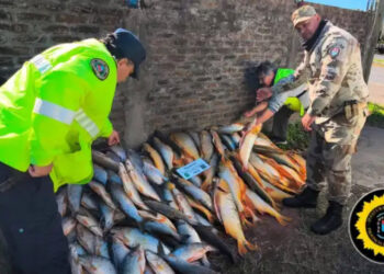 Decomisan un cargamento ilegal con casi 200 piezas de pescado en el sur entrerriano