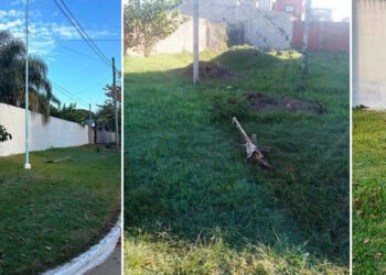 Vandalismo contra el arbolado urbano y cartelería pública