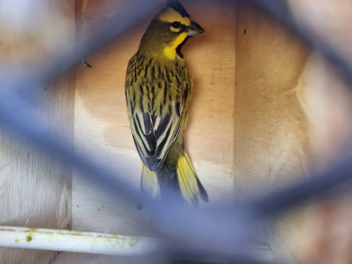 Compromiso ambiental: Trece cardenales amarillos rescatados del tráfico ilegal volvieron a la libertad en Entre Ríos