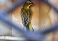 Compromiso ambiental: Trece cardenales amarillos rescatados del tráfico ilegal volvieron a la libertad en Entre Ríos