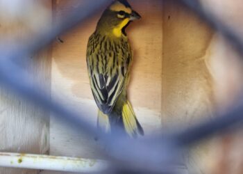 Compromiso ambiental: Trece cardenales amarillos rescatados del tráfico ilegal volvieron a la libertad en Entre Ríos