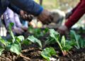 Capacitación en huertas y alimentación saludable para personas mayores