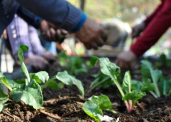 Capacitación en huertas y alimentación saludable para personas mayores