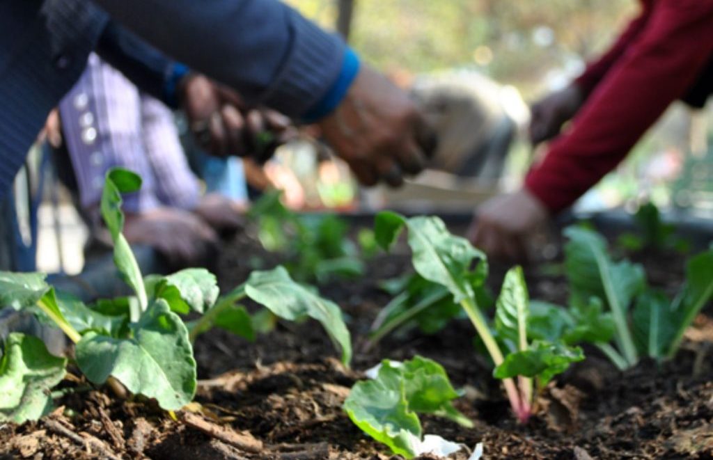Capacitación en huertas y alimentación saludable para personas mayores