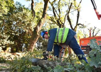 La Municipalidad continúa con los trabajos de poda en altura