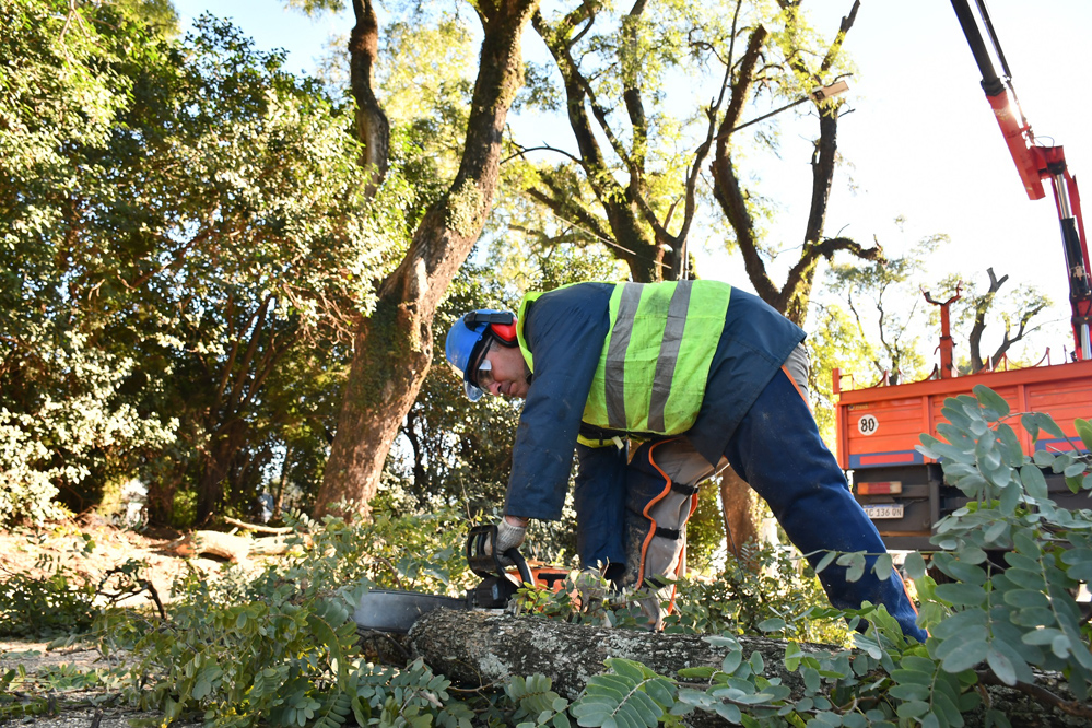 La Municipalidad continúa con los trabajos de poda en altura