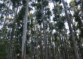 Desde el 24 de junio censarán la cadena forestal entrerriana