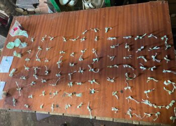 Allanamiento en Barrio Tiro Federal: secuestro de cocaína y dos personas detenidas