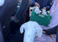 MALTRATO ANIMAL EN CONCORDIA: Rescatan a 20 perros tras un impactante allanamiento