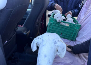MALTRATO ANIMAL EN CONCORDIA: Rescatan a 20 perros tras un impactante allanamiento