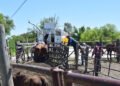 Renuevan recomendaciones ante posibles traslados de animales desde islas a tierra firme