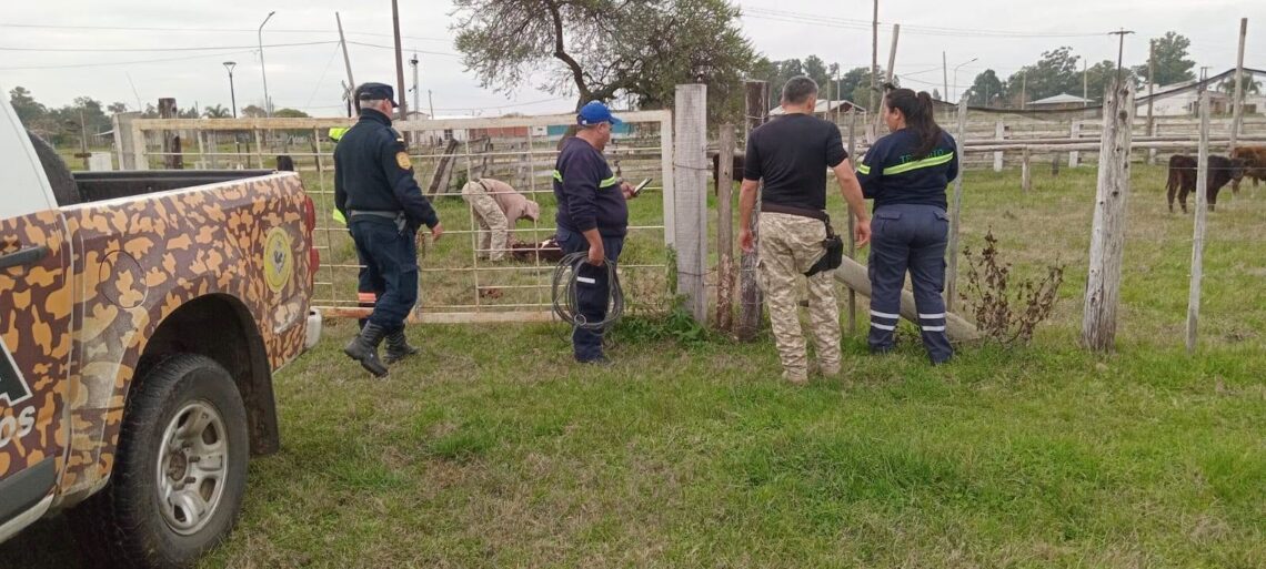 Alerta en la Ruta 4: Retienen animales sueltos en un operativo conjunto en Los Charrúas