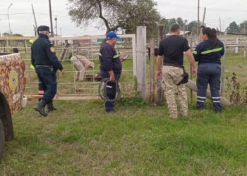 Alerta en la Ruta 4: Retienen animales sueltos en un operativo conjunto en Los Charrúas