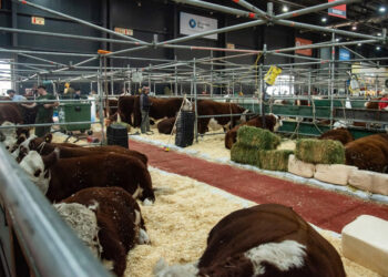 En la muestra rural de Palermo reconocerán a productores entrerrianos