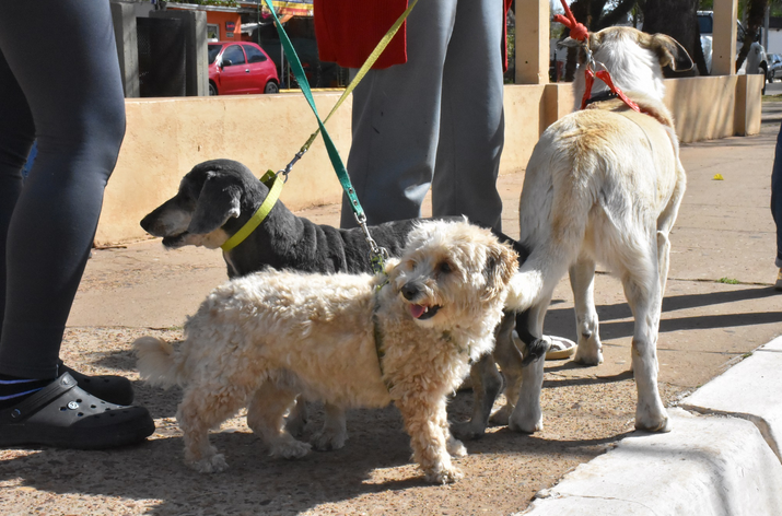 El programa de esterilizaciones atenderá en el Barrio Parque Ferré Sur