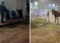 Circulaban a caballo de madrugada y los aprehendieron tras descartar un arma de fuego