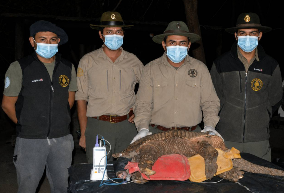 Segundo tatú carreta monitoreado en el Parque Nacional El Impenetrable