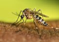 Instan a sostener las acciones contra el dengue durante el invierno
