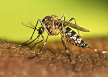 Instan a sostener las acciones contra el dengue durante el invierno