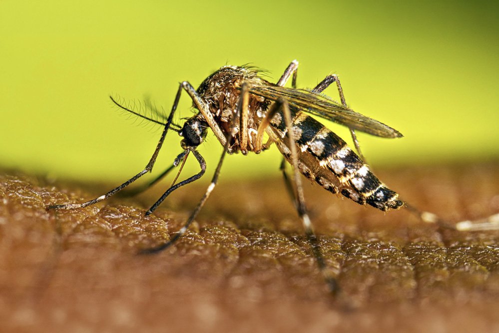 Instan a sostener las acciones contra el dengue durante el invierno