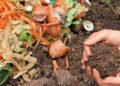Nueva jornada de compostaje y entrega de plantines a adultos mayores