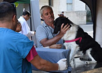 El programa de esterilizaciones atenderá en el Barrio San Martín