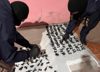 Golpe al narcomenudeo en Concordia: 8 detenidos y 240 dosis de droga secuestradas en múltiples allanamientos