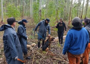 Canes localizaron en buen estado de salud a un hombre que era buscado en zona rural