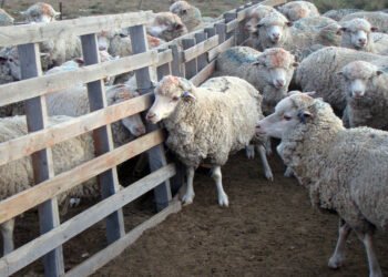 Financian inversiones en la cadena ovina y caprina por hasta tres millones de pesos a tasa cero