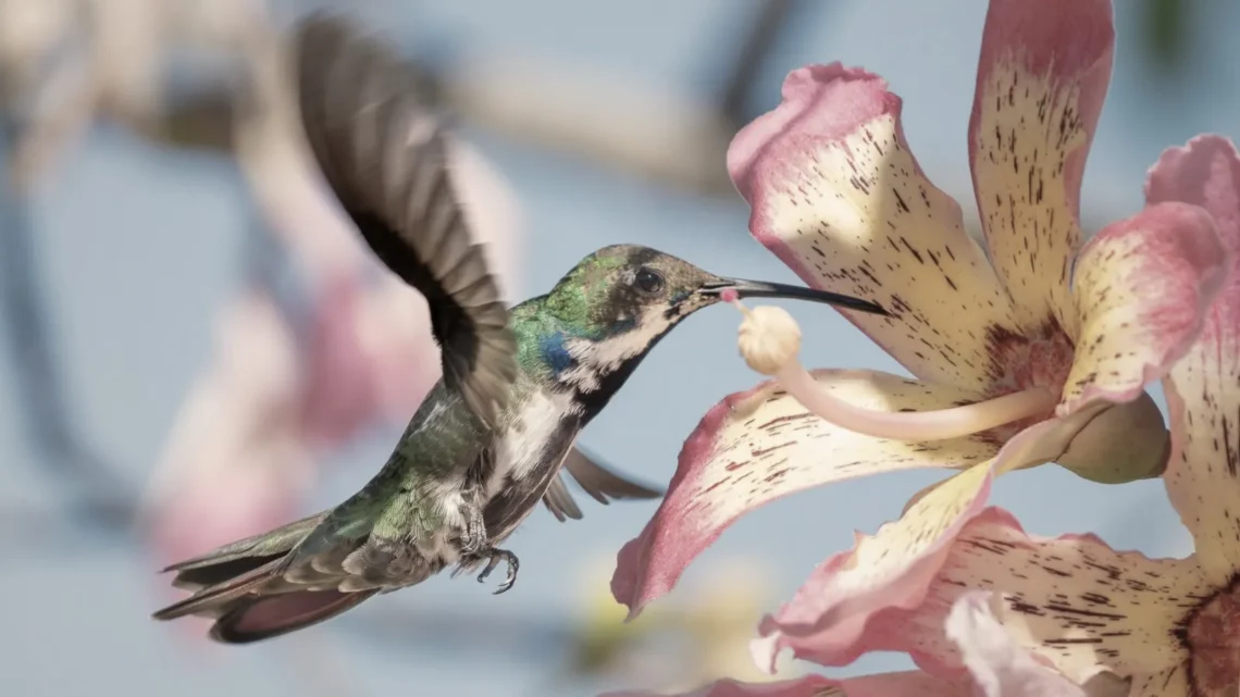 Concordia: pintoresca muestra fotográfica de aves silvestres en la biblioteca popular