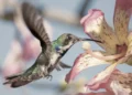 Concordia: pintoresca muestra fotográfica de aves silvestres en la biblioteca popular
