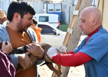 El programa de esterilizaciones quirúrgicas gratuitas de mascotas se traslada al barrio Centenario