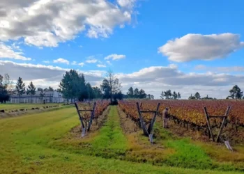 La provincia suma su primer viñedo orgánico certificado