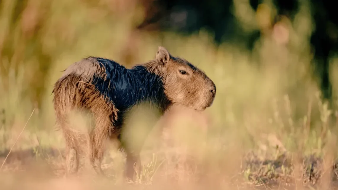 La provincia recibirá las 37° Jornadas Argentinas de Mastozoología