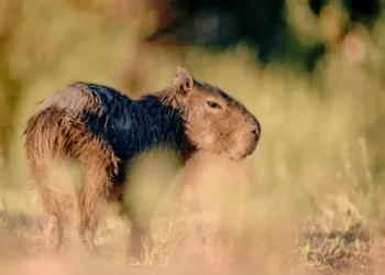 La provincia recibirá las 37° Jornadas Argentinas de Mastozoología