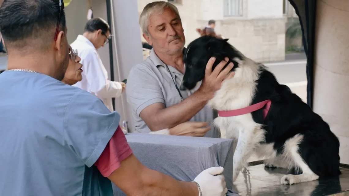 El programa de esterilizaciones atenderá en el barrio Lavardén