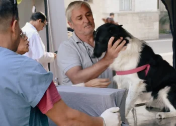 El programa de esterilizaciones atenderá en el barrio Lavardén
