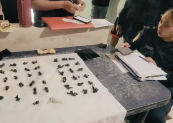Importante despliegue policial: Siete detenidos, más de 100 envoltorios de estupefacientes y dinero secuestrado en Concordia