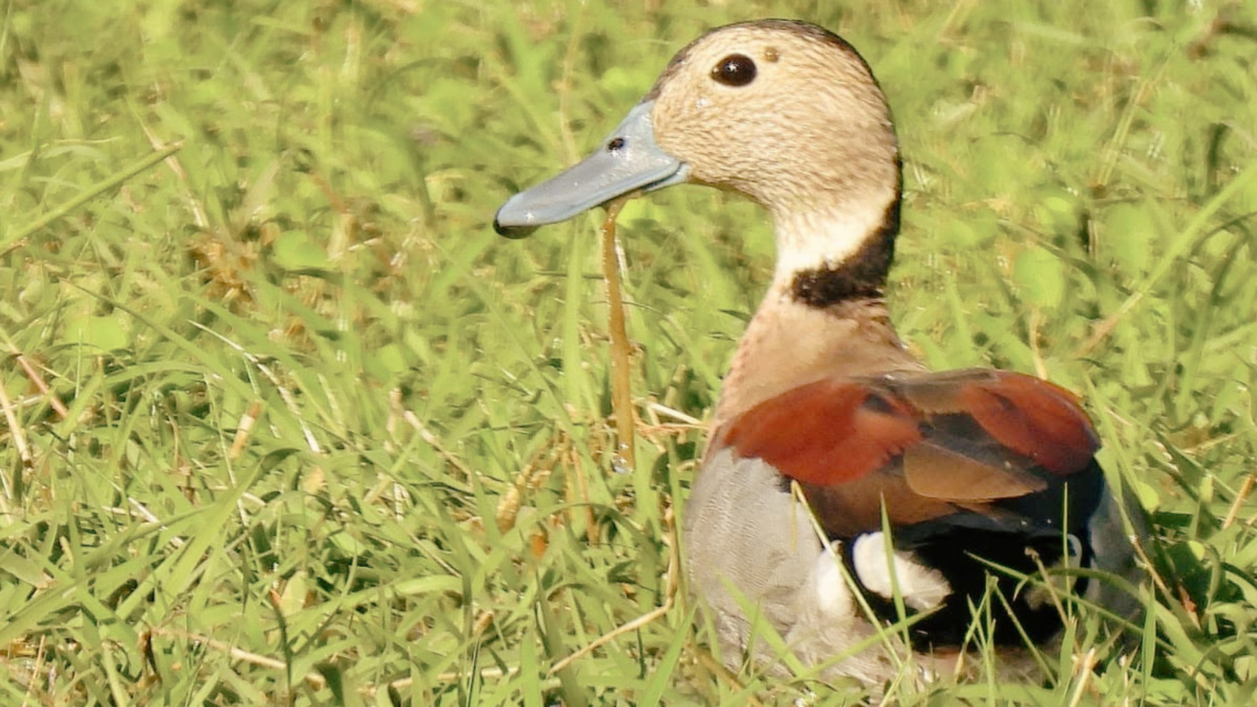 Ponen en duda los estudios que justifican la caza de aves autóctonas en Entre Ríos por “groseros errores técnicos y estadísticos”