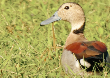 Ponen en duda los estudios que justifican la caza de aves autóctonas en Entre Ríos por “groseros errores técnicos y estadísticos”